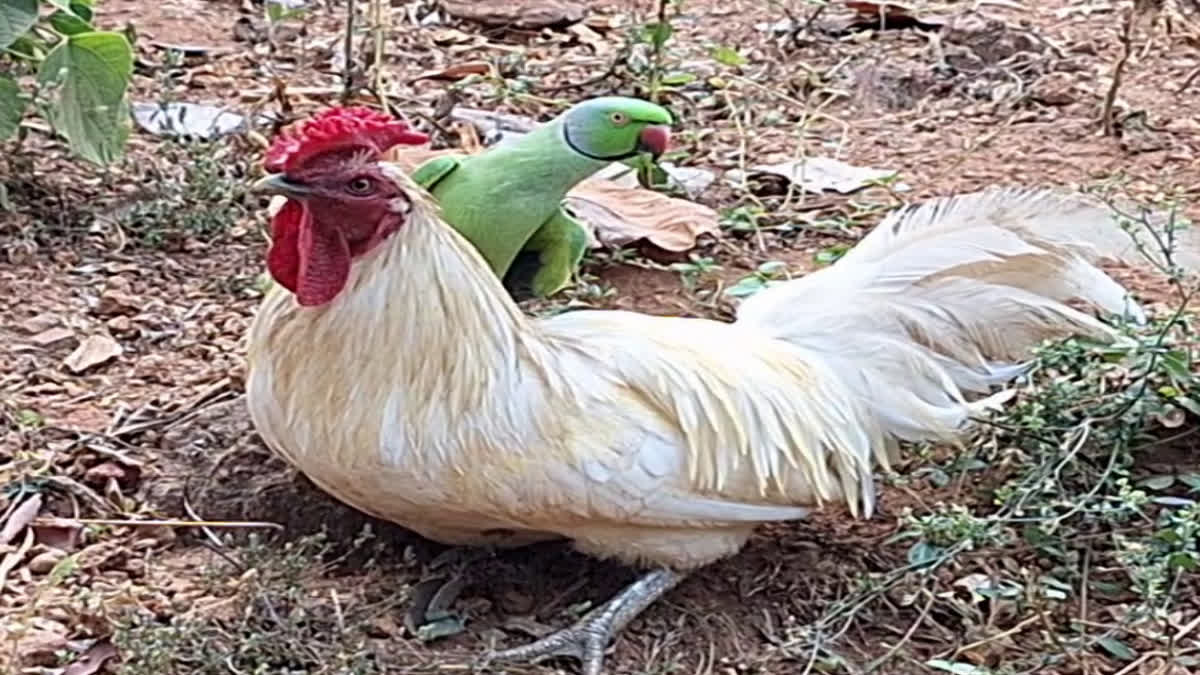 ROOSTER  PARROT  FRIENDSHIP STORY  പൂവൻകോഴി തത്ത സൗഹൃദം