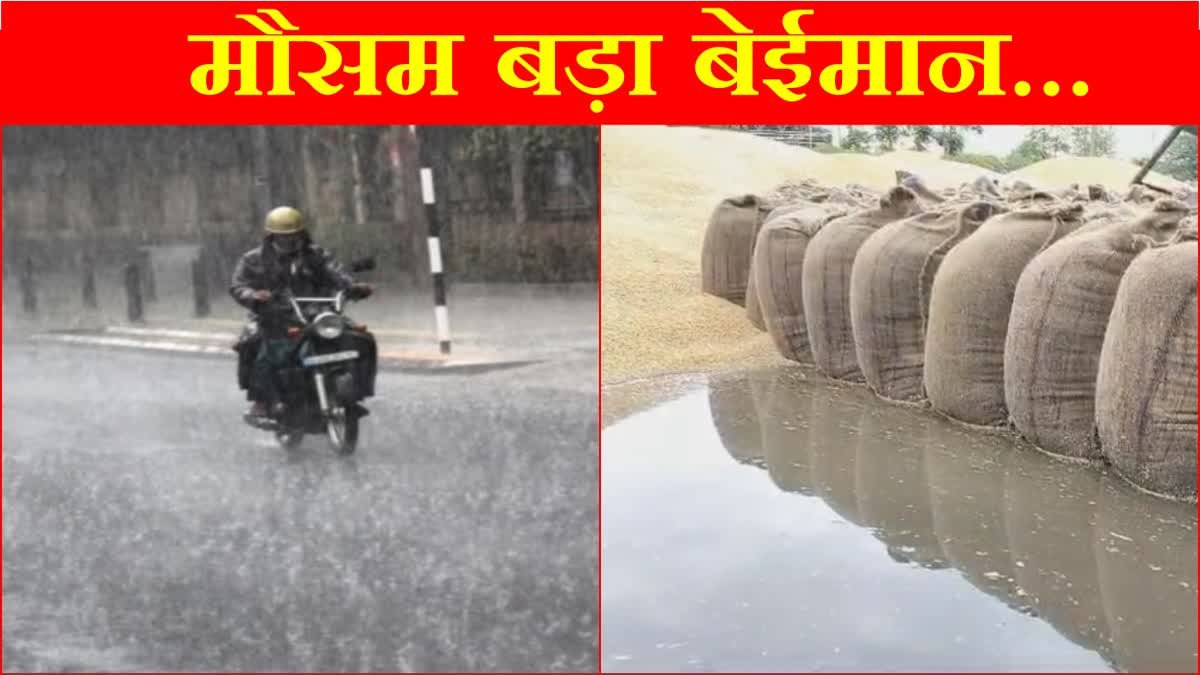 Haryana Weather Update Rain in Fatehabad Relief from Heat wave Millions of sacks of wheat got wet