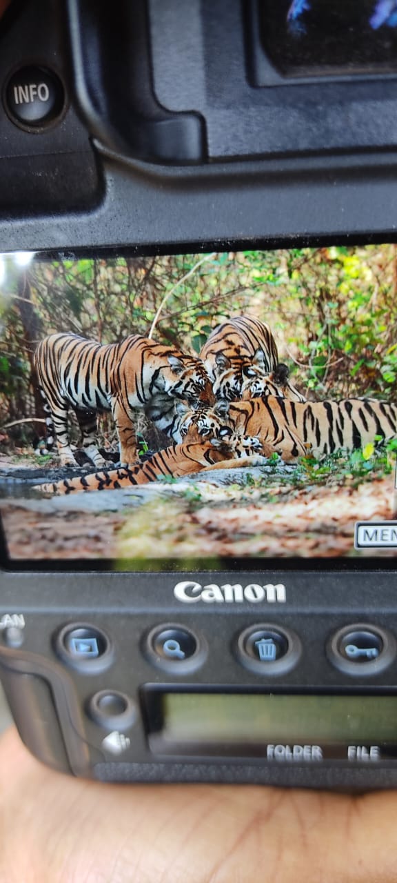 Tigers spotted in Kanha reserve