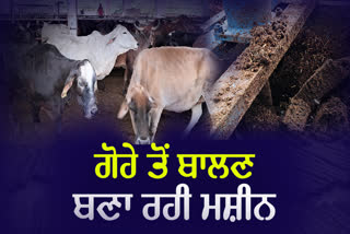 Fuel Made By Cow Dung