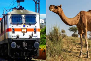 CAMEL COLLIDED WITH TRAIN