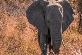 herd of wild elephants crushed villager to death in Lohardaga