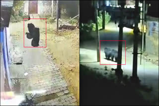 BEARS ROAMING IN TIRUNELVELI