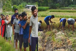 PADDY CULTIVATION IN IDUKKI  PADDY CULTIVATION  നെല്‍കൃഷി  IDUKKI