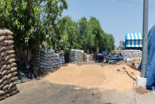 Charkhi Dadri Grain Market