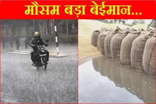 Haryana Weather Update Rain in Fatehabad Relief from Heat wave Millions of sacks of wheat got wet