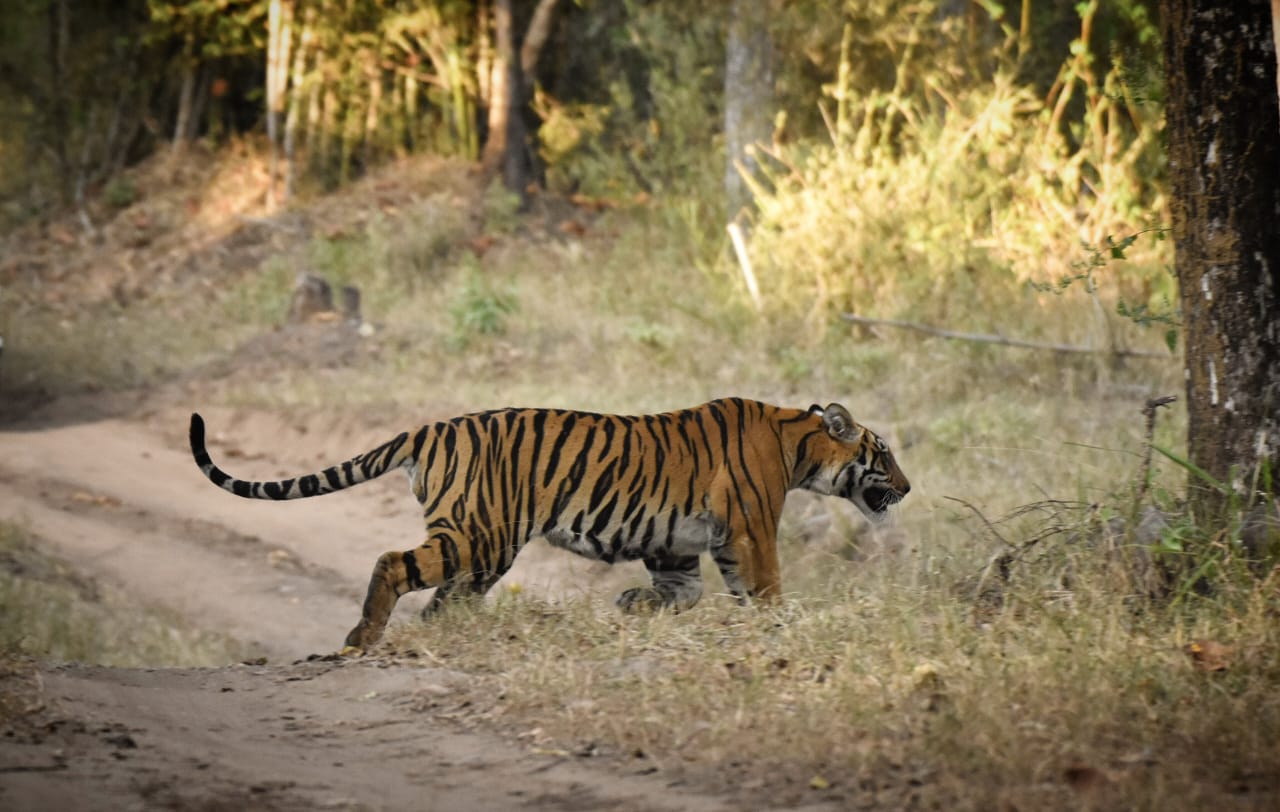 Kanha Tiger Reserve Update