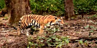 Tigers are taught the art of living in the forest and hunting