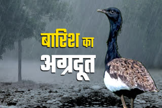 FLORICAN BIRD IN MADHYA PRADESH