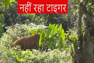 RAMNAGAR TIGER DIED