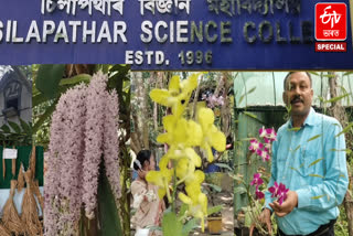 Orchids at Silapathar Science College