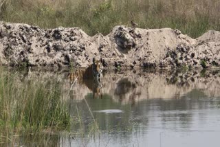 Bandhavgarh tiger different styles
