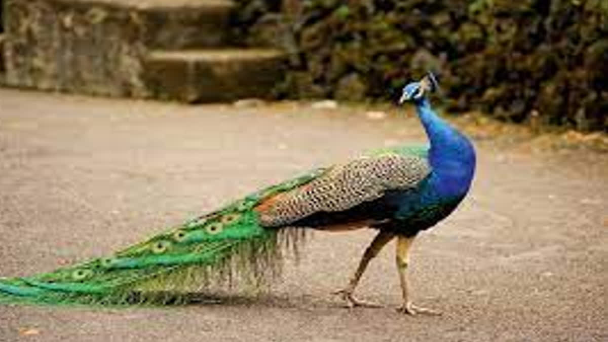 DEATH CASES OF PEACOCKS