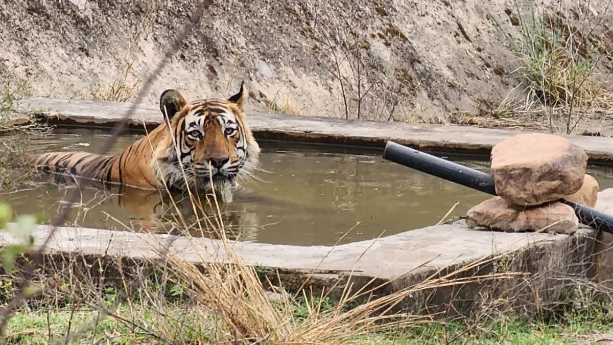 वाटर हाॅल्स में आराम करते बाघ