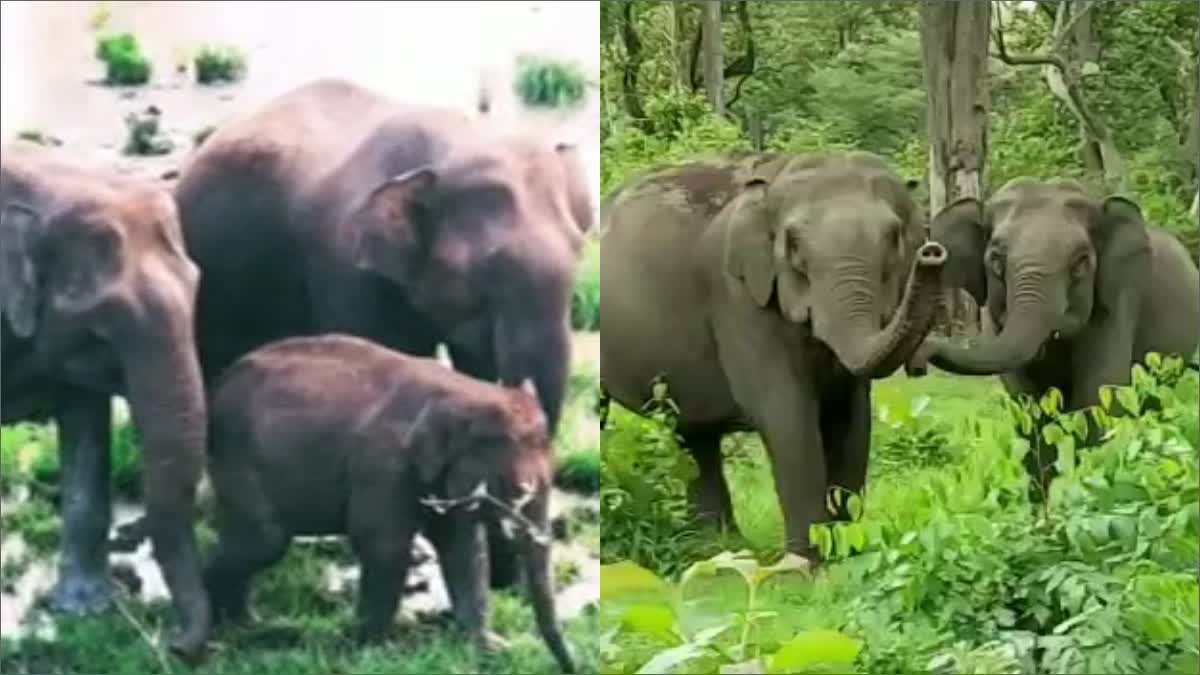 ELEPHANT CENSUS IN CHAMARAJANAGAR