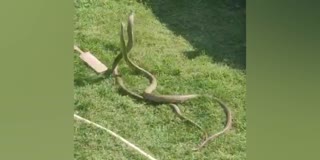 ضلع پلوامہ کے کنجی پورہ کے رہائشی علاقوں میں سانپوں کی موکودگی سے دہشت کا ماحول