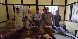 Rare species beavers skins recovered
