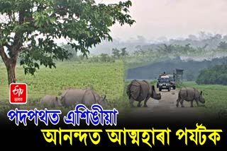 Rhino Roaming Freely scene captured on camera in Kaziranga National Park