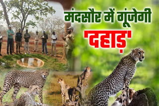 CHEETAH IN GANDHI SAGAR ABHYARAN