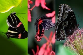 Italian Museum Butterfly Forest