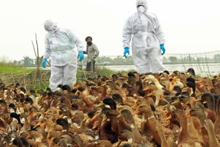 US bird flu