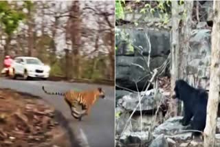 PANNA TIGER CROSSING ROAD VIDEO