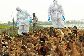 Second human case of bird flu reported in America