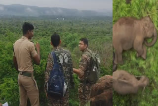 யானைகள் கணக்கெடுப்பில் வனத்துறை அதிகாரிகள்