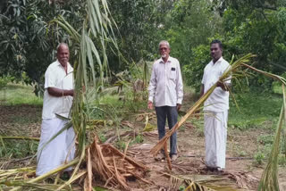 Wild elephant destroyed crops image