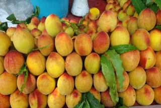 Production of Hills fruits decreased