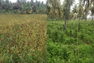 ನಿರಂತರ ಮಳೆಗೆ ಕಪ್ಪಾದ ರಾಗಿ ಬೆಳೆ