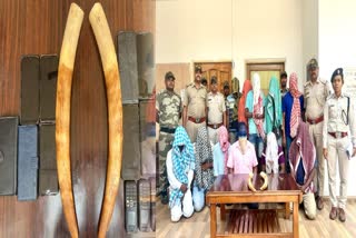 Elephant Tusks Seized