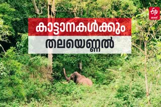 കാട്ടാനകളുടെ സെന്‍സസ്  WILD ELEPHANT IN KERALA  WILD ELEPHANT ATTACK IN KERALA  കേരളത്തിലെ കാട്ടാനകളുടെ എണ്ണം