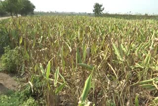 Turmeric Crop Cultivation in Nizamabad