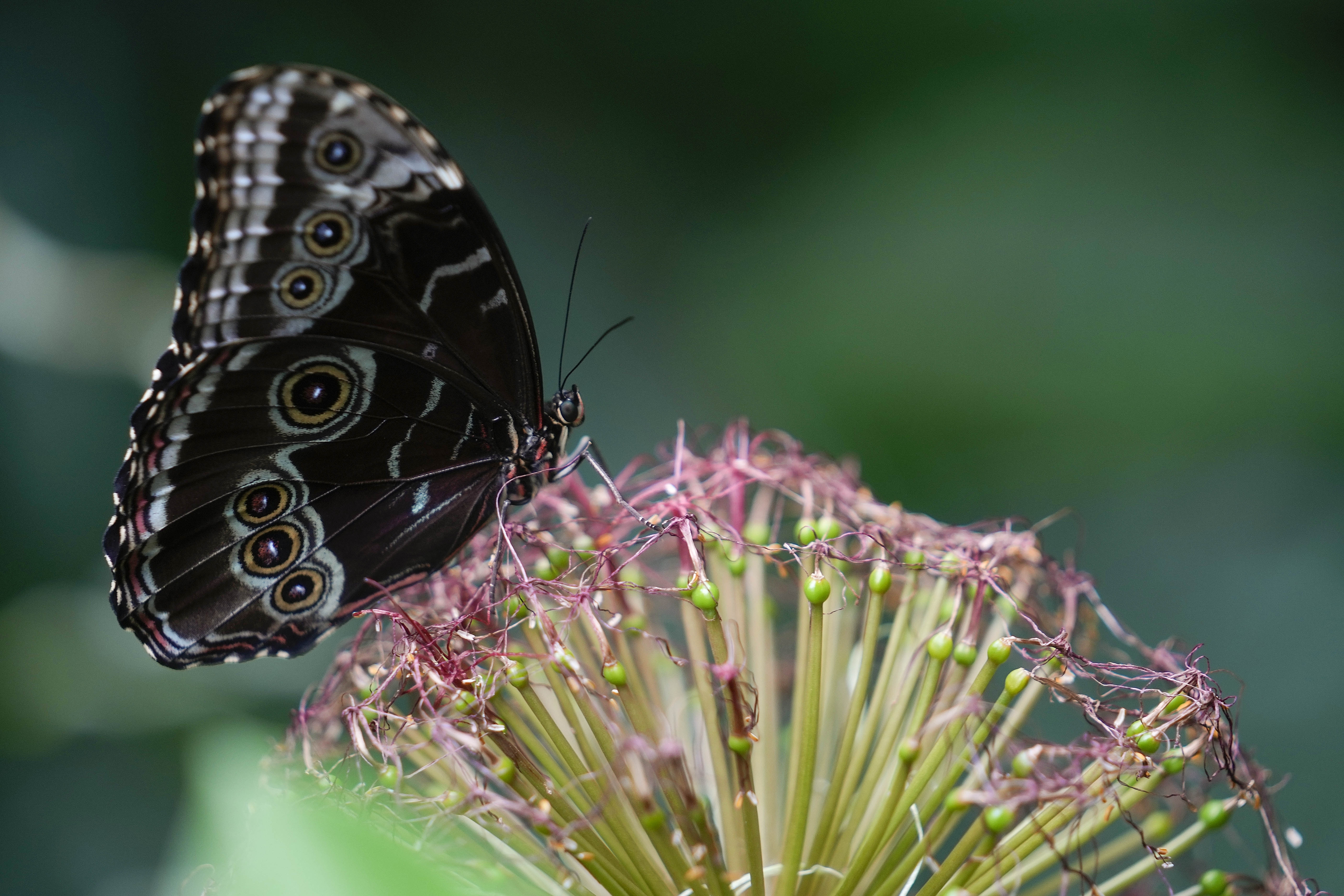 Italian Museum Butterfly Forest