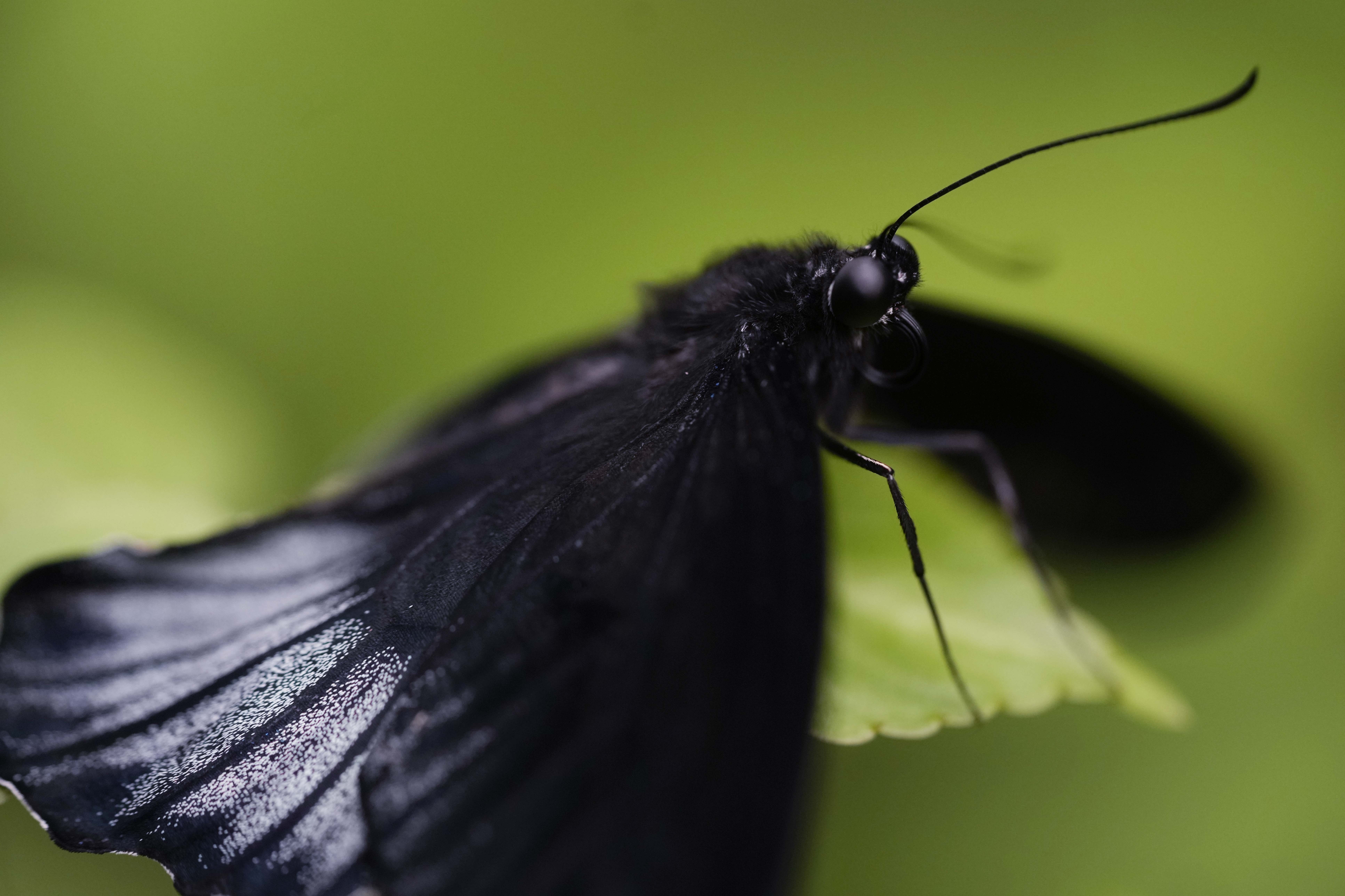 Italian Museum Butterfly Forest