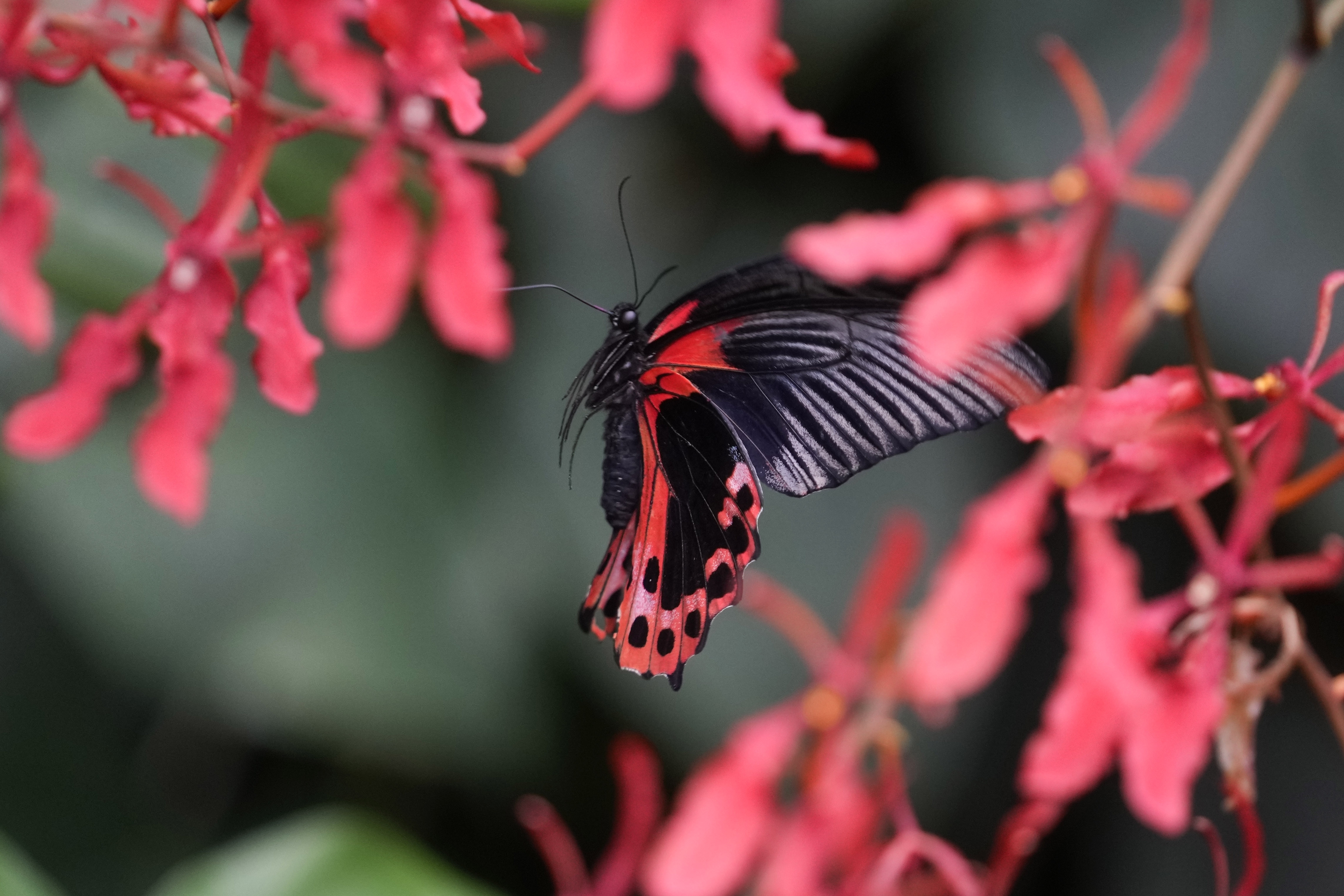 Italian Museum Butterfly Forest