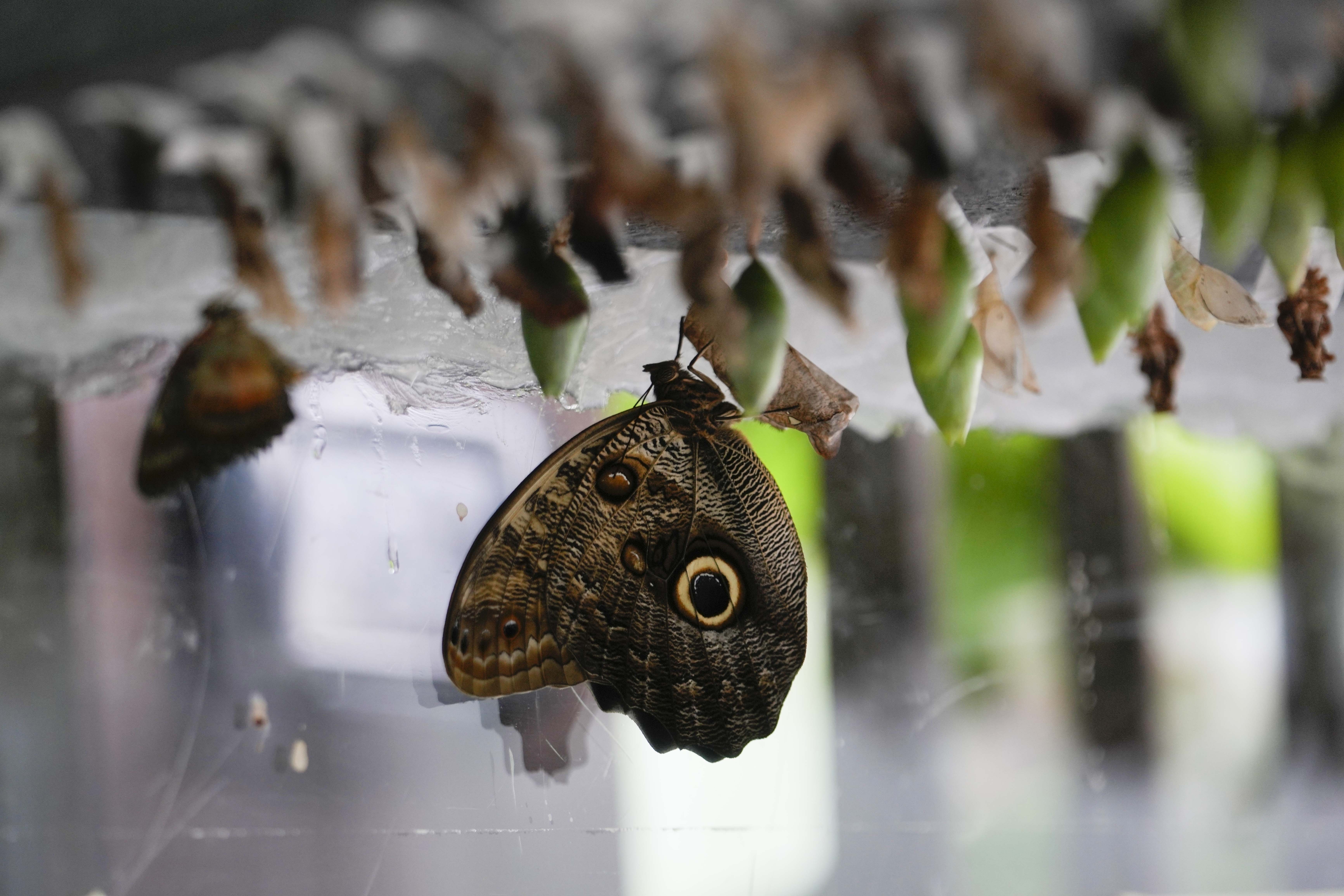 Italian Museum Butterfly Forest