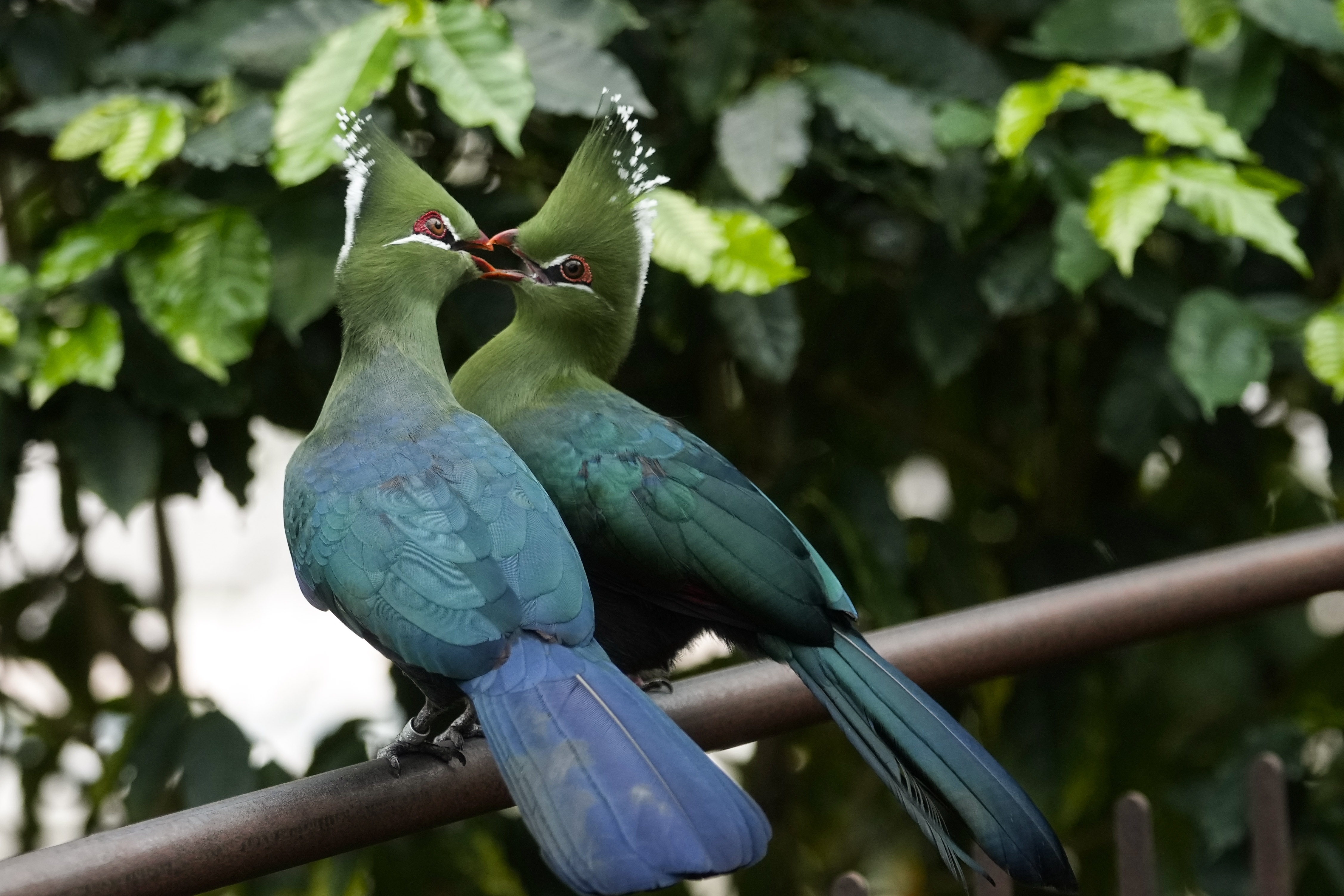 Italian Museum Butterfly Forest