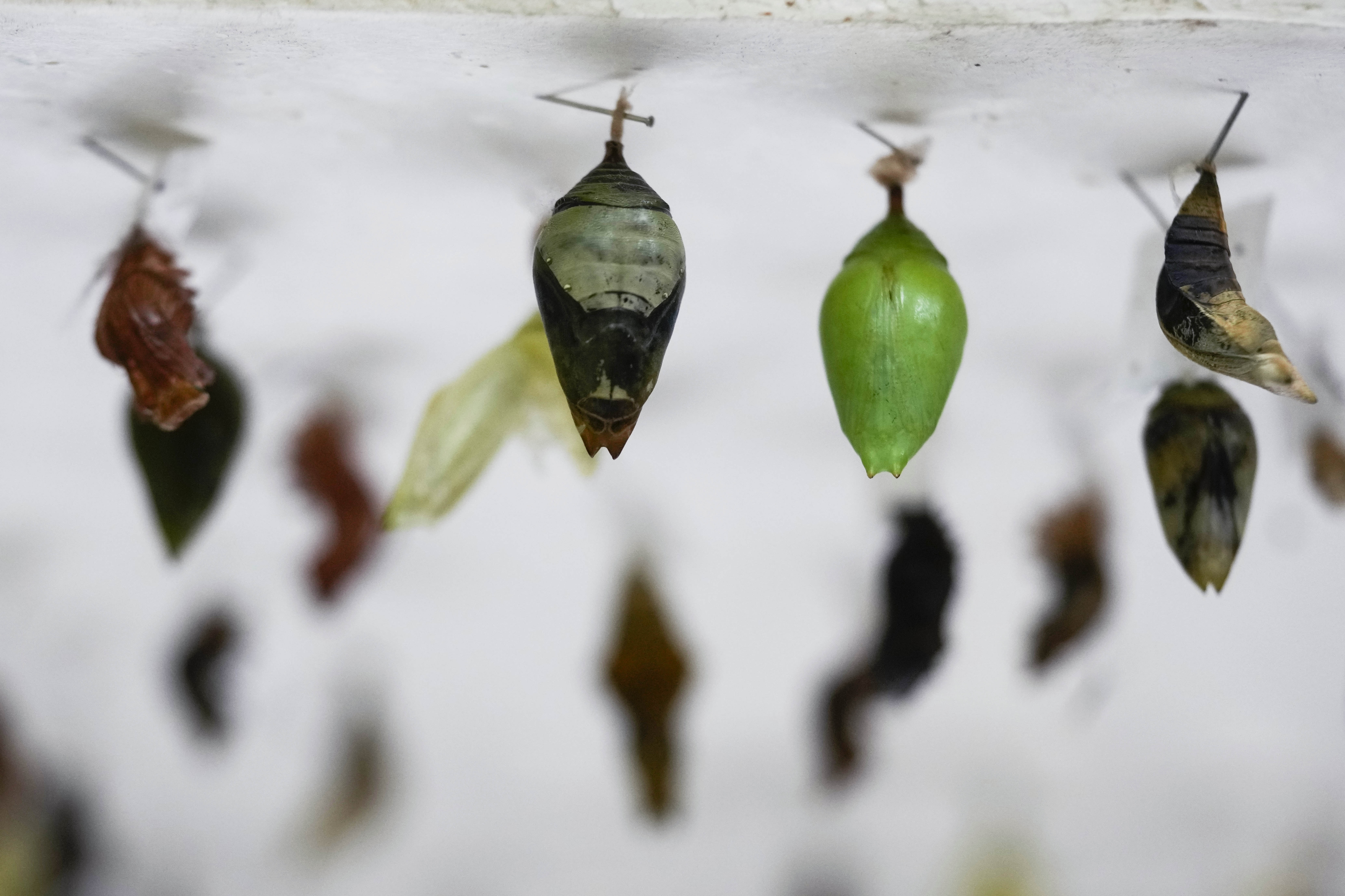 Italian Museum Butterfly Forest