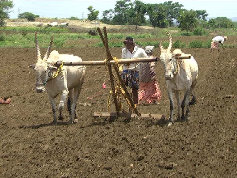 ಬಿತ್ತನೆಗೆ ಹೊಲ ಹದಗೊಳಿಸುತ್ತಿರುವ ರೈತ