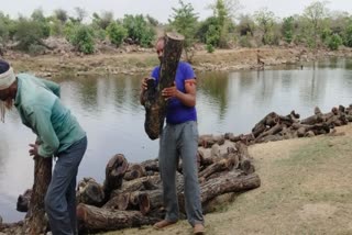 GWALIOR KHAIR WOOD SMUGGLING