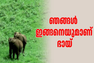 ELEPHANTS SEEKING FOOD MATTUPETTY  VIDEOS OF WILD ELEPHANTS MUNNAR  MATTUPETTY INDO SWISS PROJECT  മൂന്നാര്‍ മാട്ടുപ്പെട്ടി റോഡില്‍ ആന