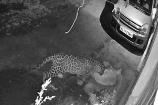 LEOPARD ATTACK IN MUNNAR IDUKKI  CCTV FOOTAGE OF LEOPARD ATTACK  ഇടുക്കിയിൽ പുലി സാന്നിധ്യം  PET DOG KILLED BY LEOPARD IN IDUKKI