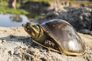 WORLD TURTLE DAY