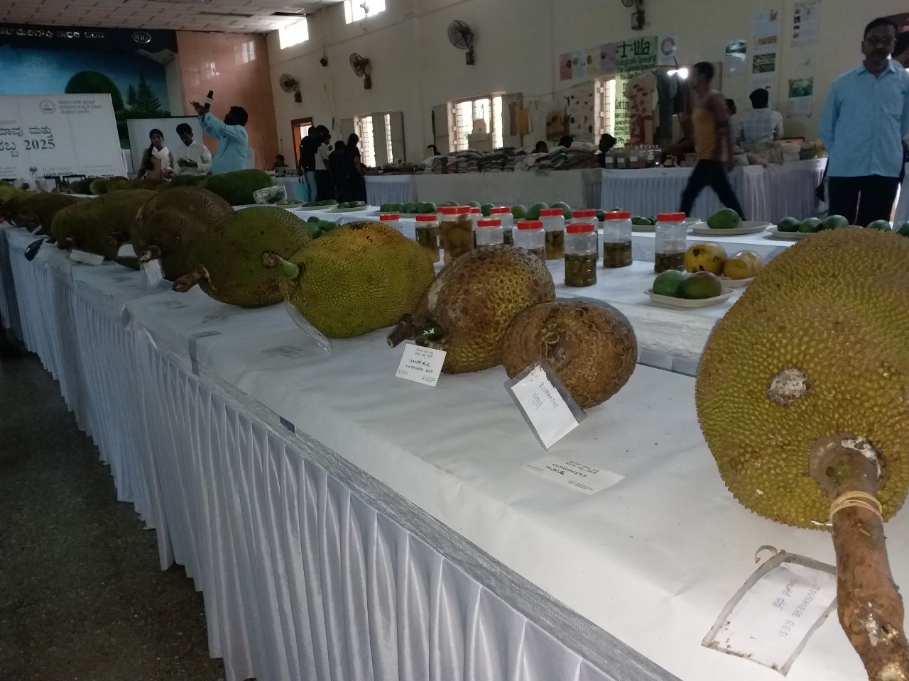 Organic mango and jackfruit fair