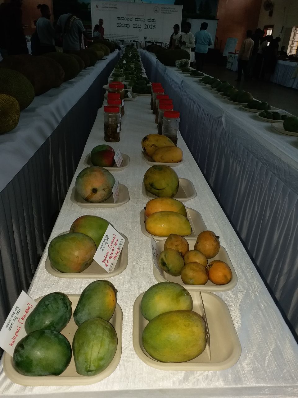 Organic mango and jackfruit fair
