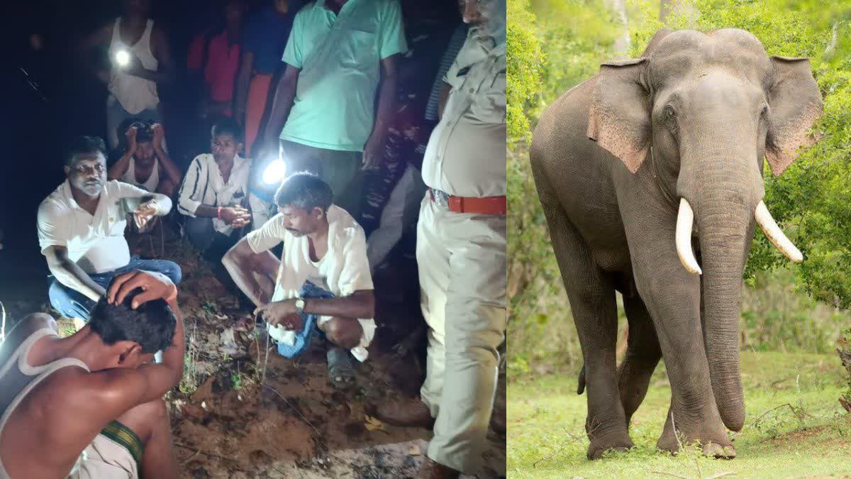 Elephants brutally crushed the shepherd