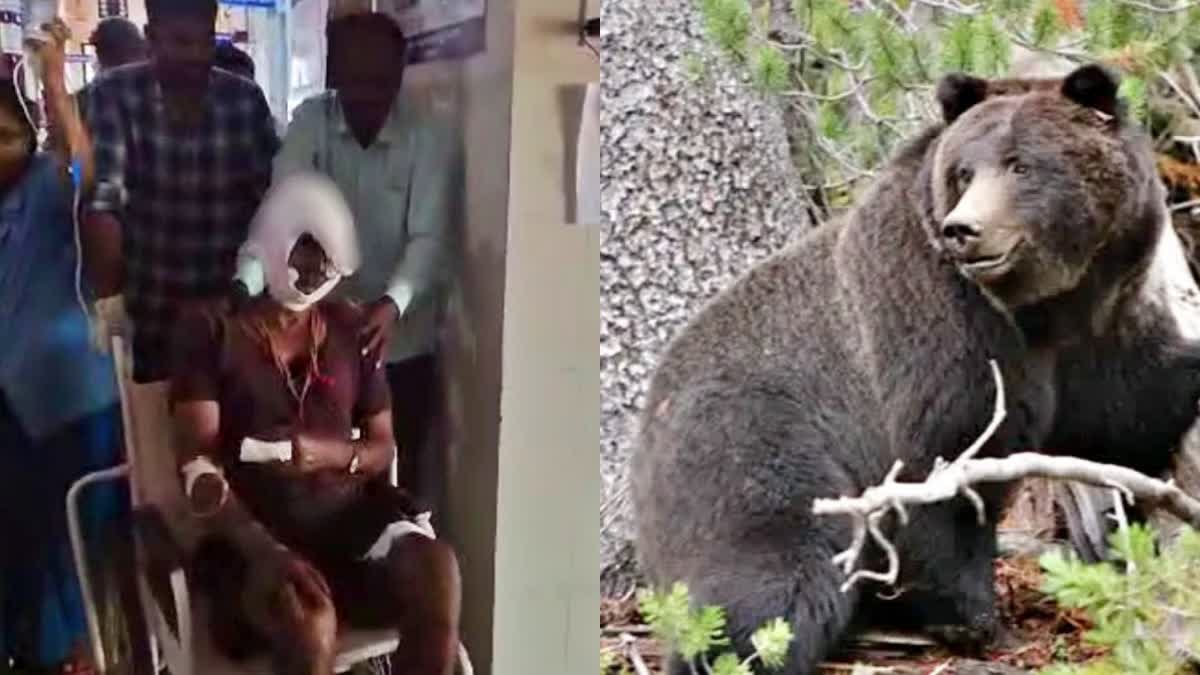 bear-attack-on-old-man-75-year-old-man-survived-with-injuries-in-karnataka