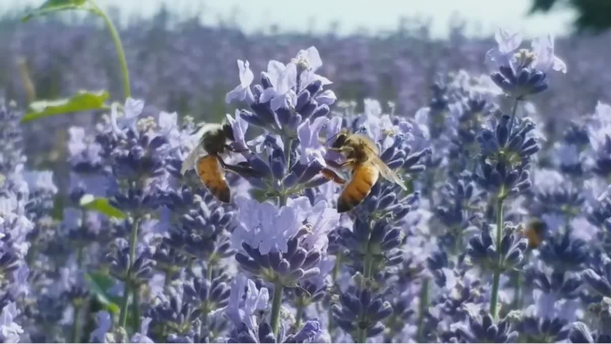 Lavender Cultivation in J&K